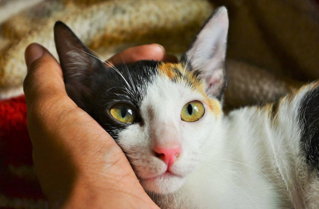 cat face in a human hand