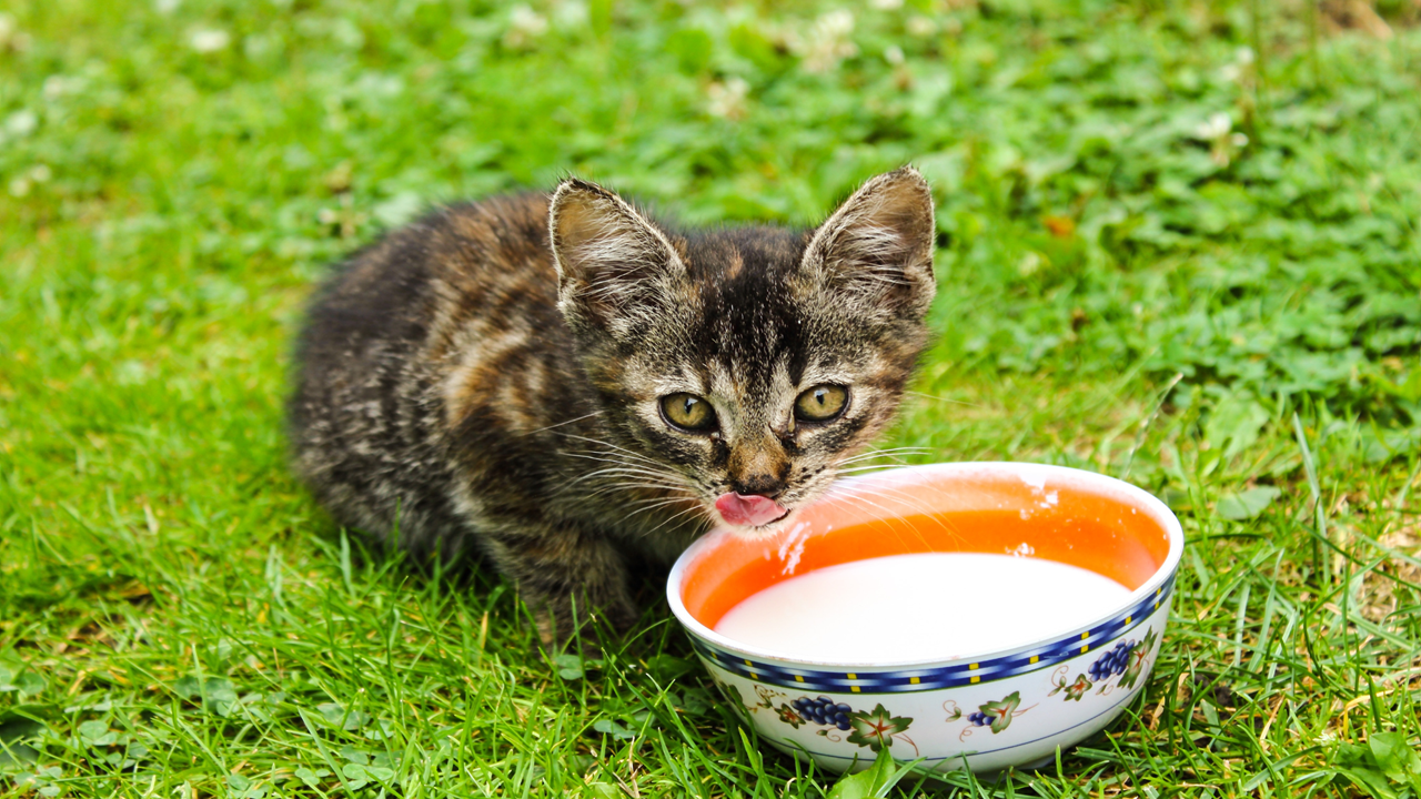 Kitten Outside