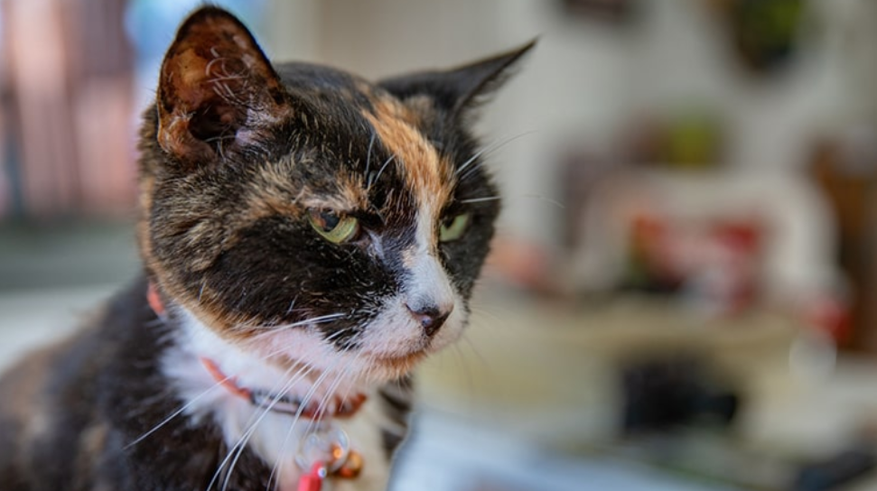 a senior cat