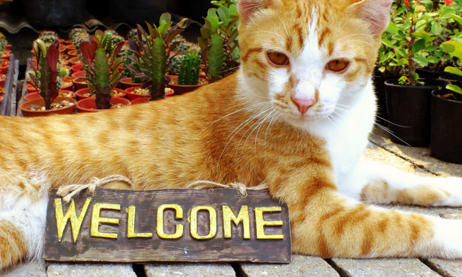 orange cat with welcome sign
